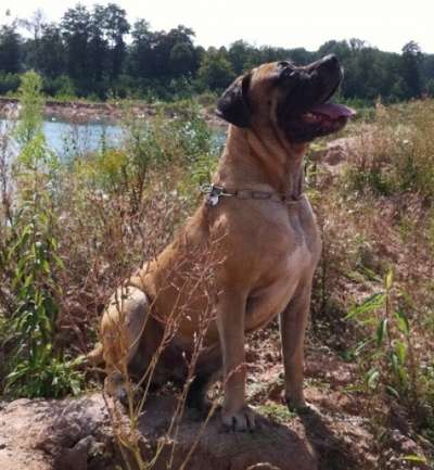 R-VERMONT PERROS DE PRESA