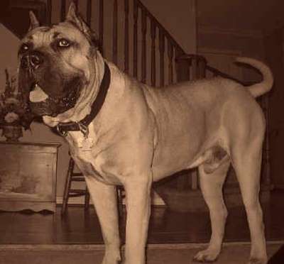 YAHOLO DE MIDGARD KENNEL