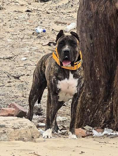 ATENEA DE JULIO ALVITES KENNELS
