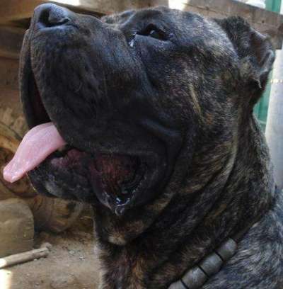HARD PRESA KENNEL'S ADON (ZEUS)
