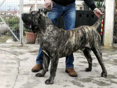 KING DI DRAGO CANARIO