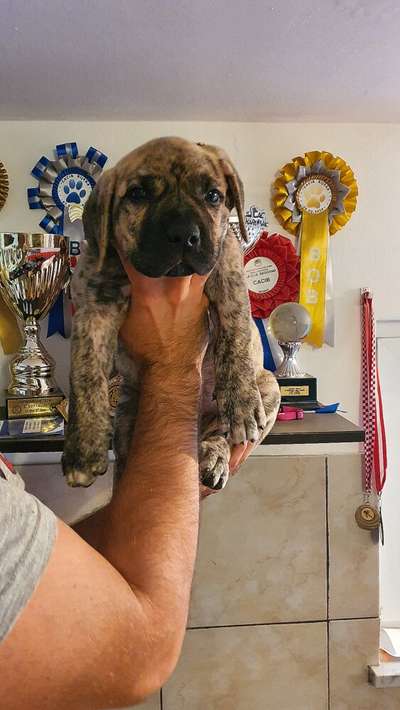 DORA BAD DOGZ CANARIO