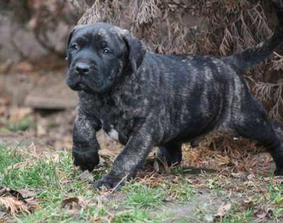 ARNOLD BEST WORKING CANARIO