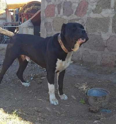 BATAN DE REGANADOS