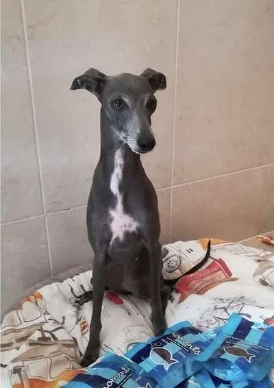 Eta Dea Allegra Da Quinta D´Além