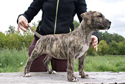 MAGNETIC EL DIAMANTE UNICO