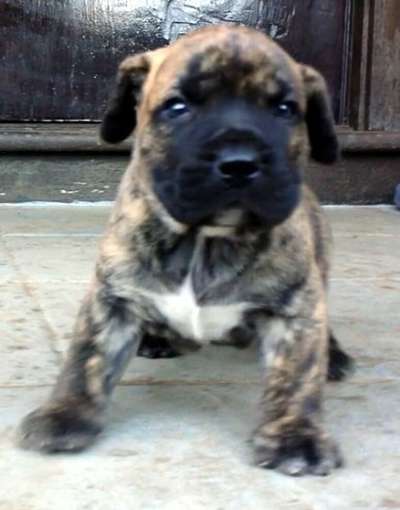 TIGRE DE NOTRECAN BULL