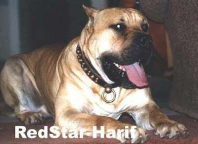 RED STAR HARIF
