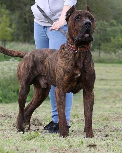 BARBARO DE LOS TRACIOS