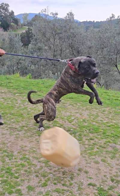 CAMO DE CANCERBEROS KENNEL