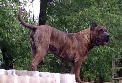 ARES IZ GRAFSTVA ART