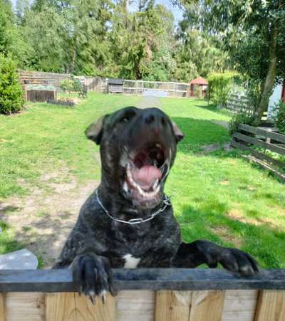 RUBYA PERRO DE POR VIDA