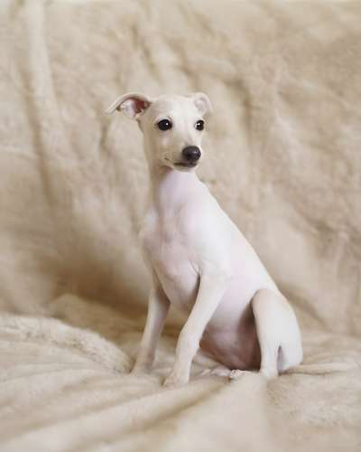 Zoya Cani Di Salamon