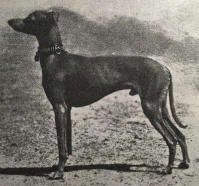 Lulu Von Neapel
