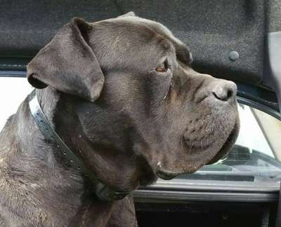 H'EL CONDOR DE LA HUELLA DEL PRESA CANARIO