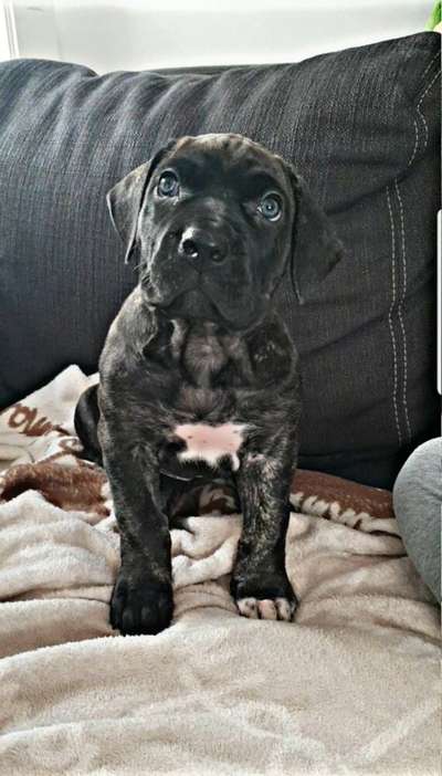 COLA BAD DOGZ CANARIO