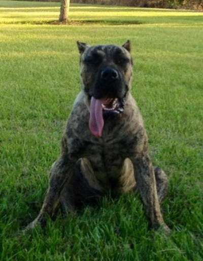 HVK9 NALA OF STL