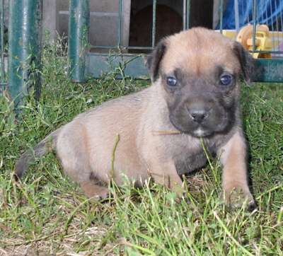 EL GRINGO OF DOGO PARADISE