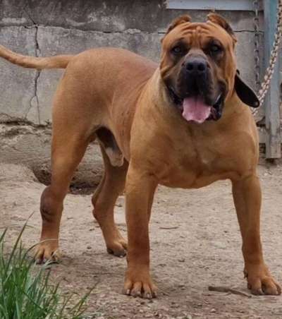 ARTEON SICILIA KENNEL