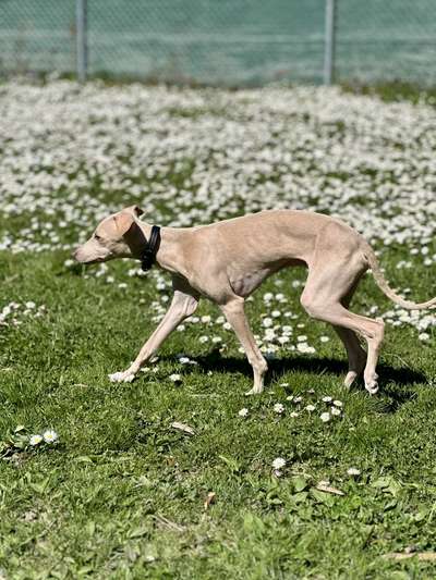 Ares Lui Del Borgo San Gottardo