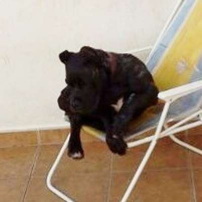 KING KONG DE ARENA CANARIA (ROCKY)