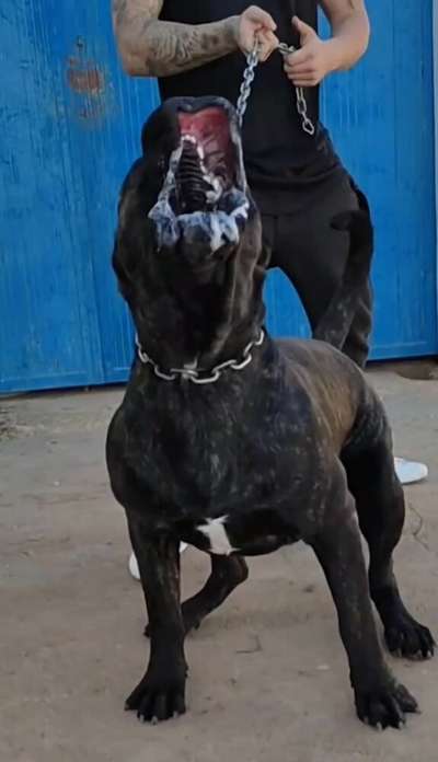 MAXIMO ISLENO