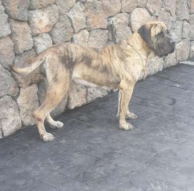 GALILEA DE SAMCOR