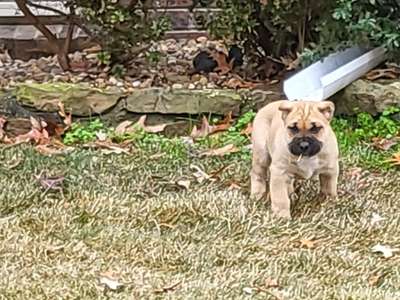 PERRO DE PRESA CANARIO