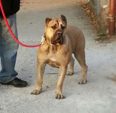NALA DE EL MIKE KENNEL