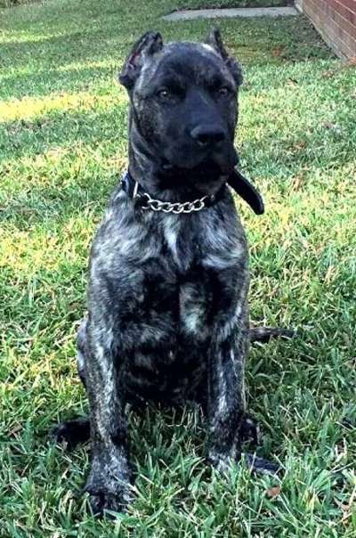 BEARCLAW'S BAGHEERA