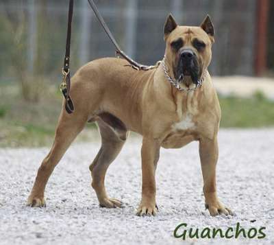 LEONIDAS DE GUADALCAN