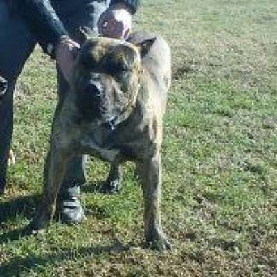 CAPE FEAR JUNGLE BOY (ROUMBO)
