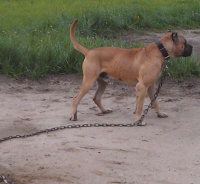 COURAGE KENNELS MEKO MASERATI