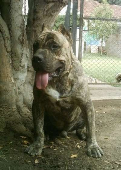 KIMONO DEL CANE CLUB