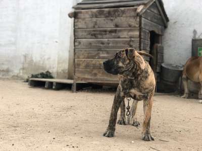 MARLON DE KING ZULU