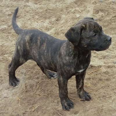 MIURA DE PEYRE KENNELS