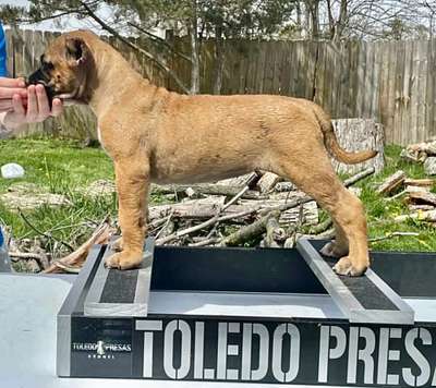 ZARA DE TOLEDO PRESA