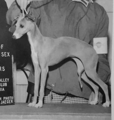 Bo-Bett's Molly Moonstone
