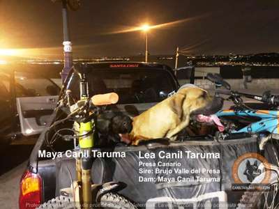 LEA CANIL TARUMA