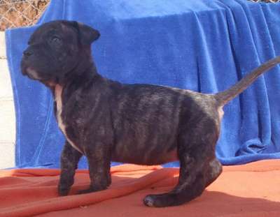 GIGANTOSTARDES CARLOTTA