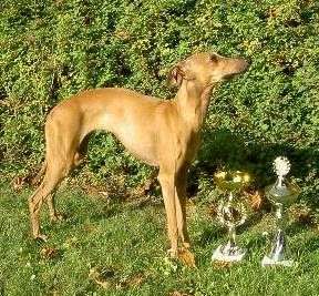 Meggy Of Sussex