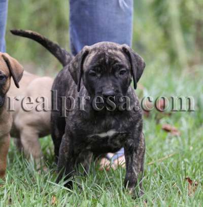 ZOIE GREEN DE CABEZA GRANDE