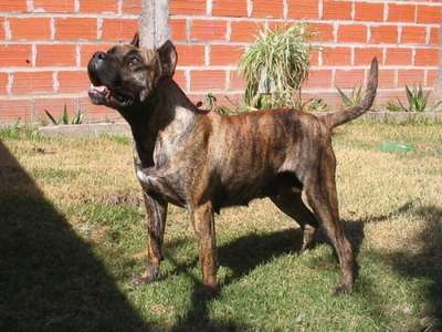 TIGRA DEL CANE CLUB