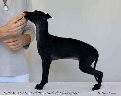 Nubiad Noble Shiseido