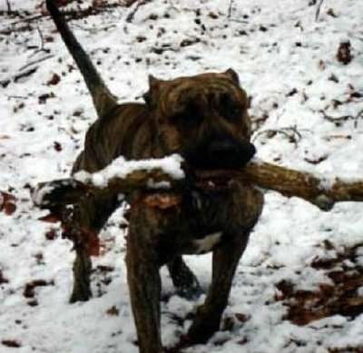 Drago