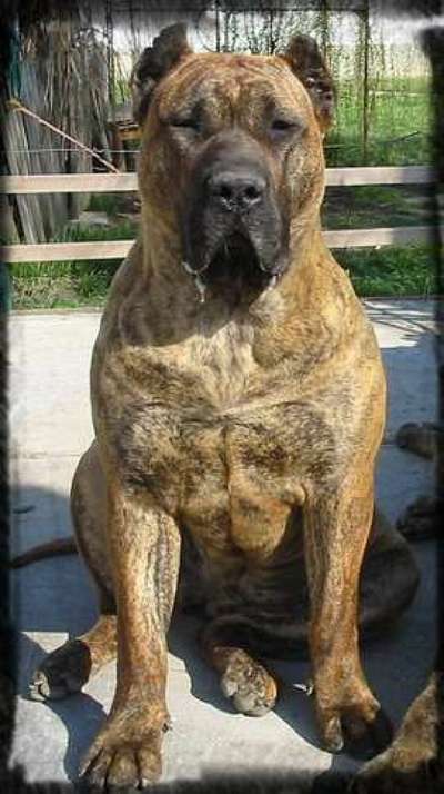 VESPER BALUARTE DE LOS PERROS