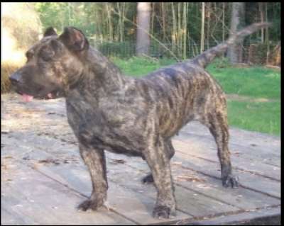 BRAVA DE BARNACAN BULL