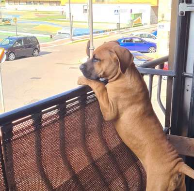 PACO DE KING ZULU