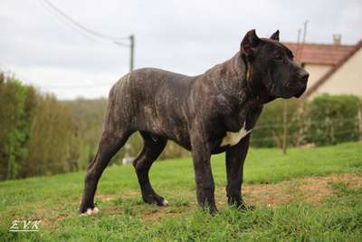 FAKO BULLSARA DEL PEMBA