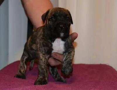 PRESA PRIDE'S BENTLEY